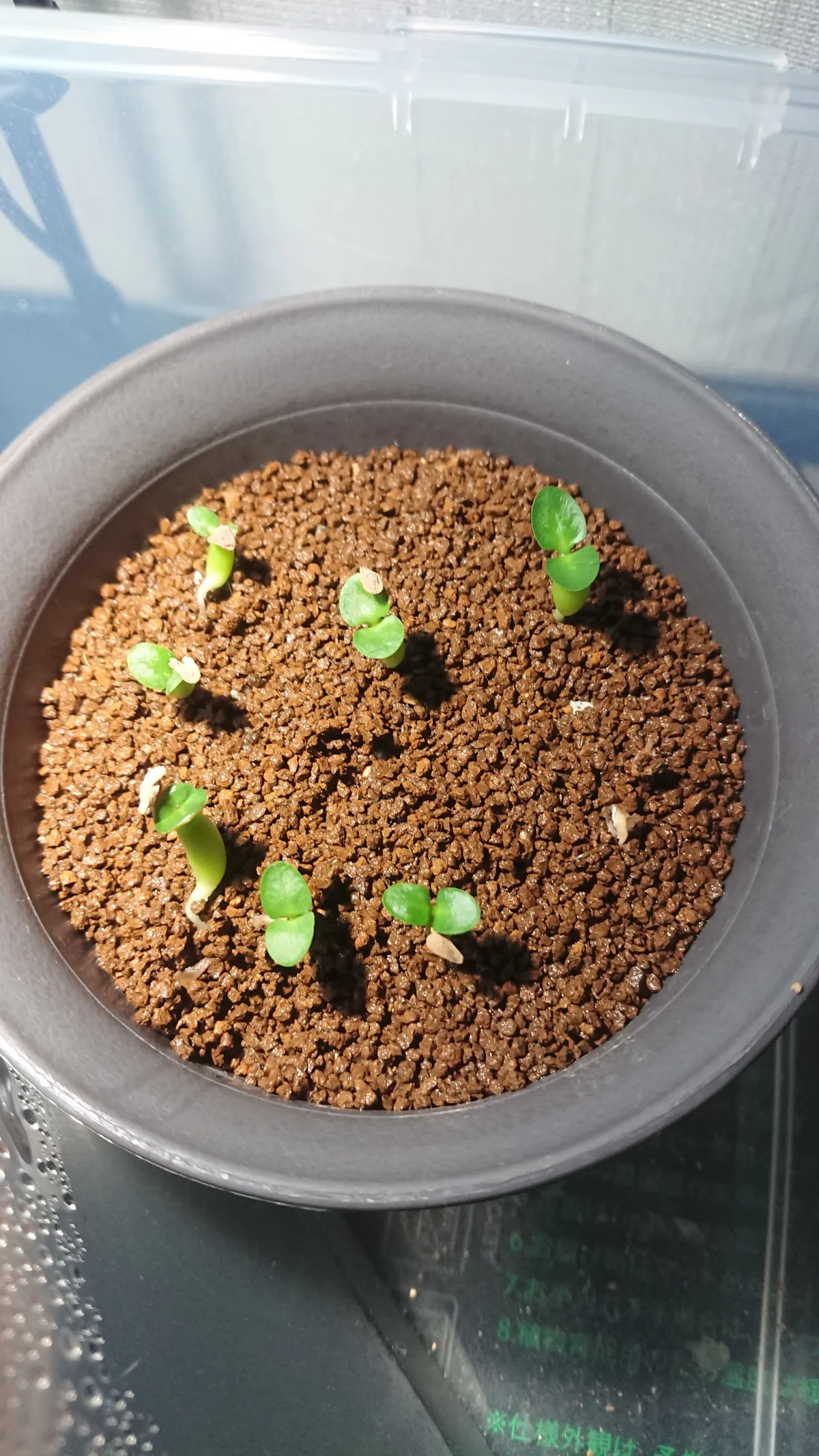 Pachypodium succulentum (パキポディウム サキュレンタム 天馬空)