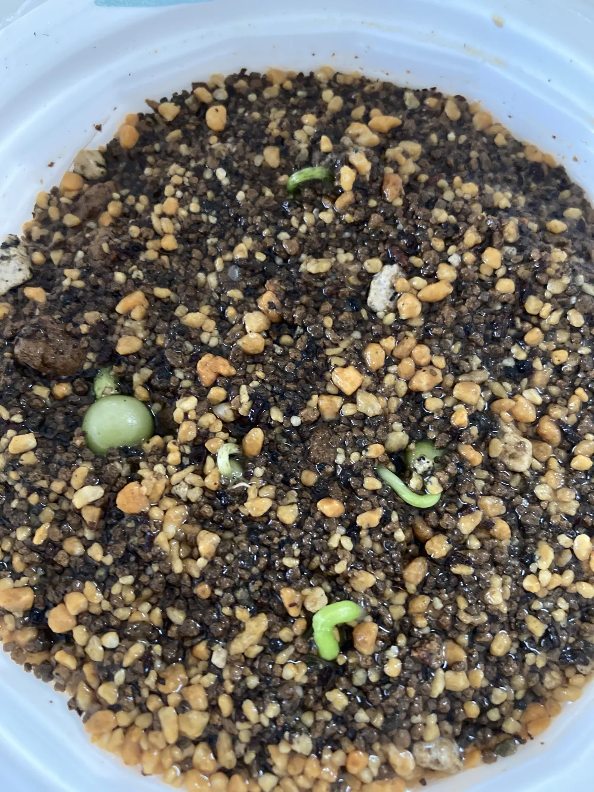 Scadoxus multiflorus (スカドクサス マルチフローラス 発根)