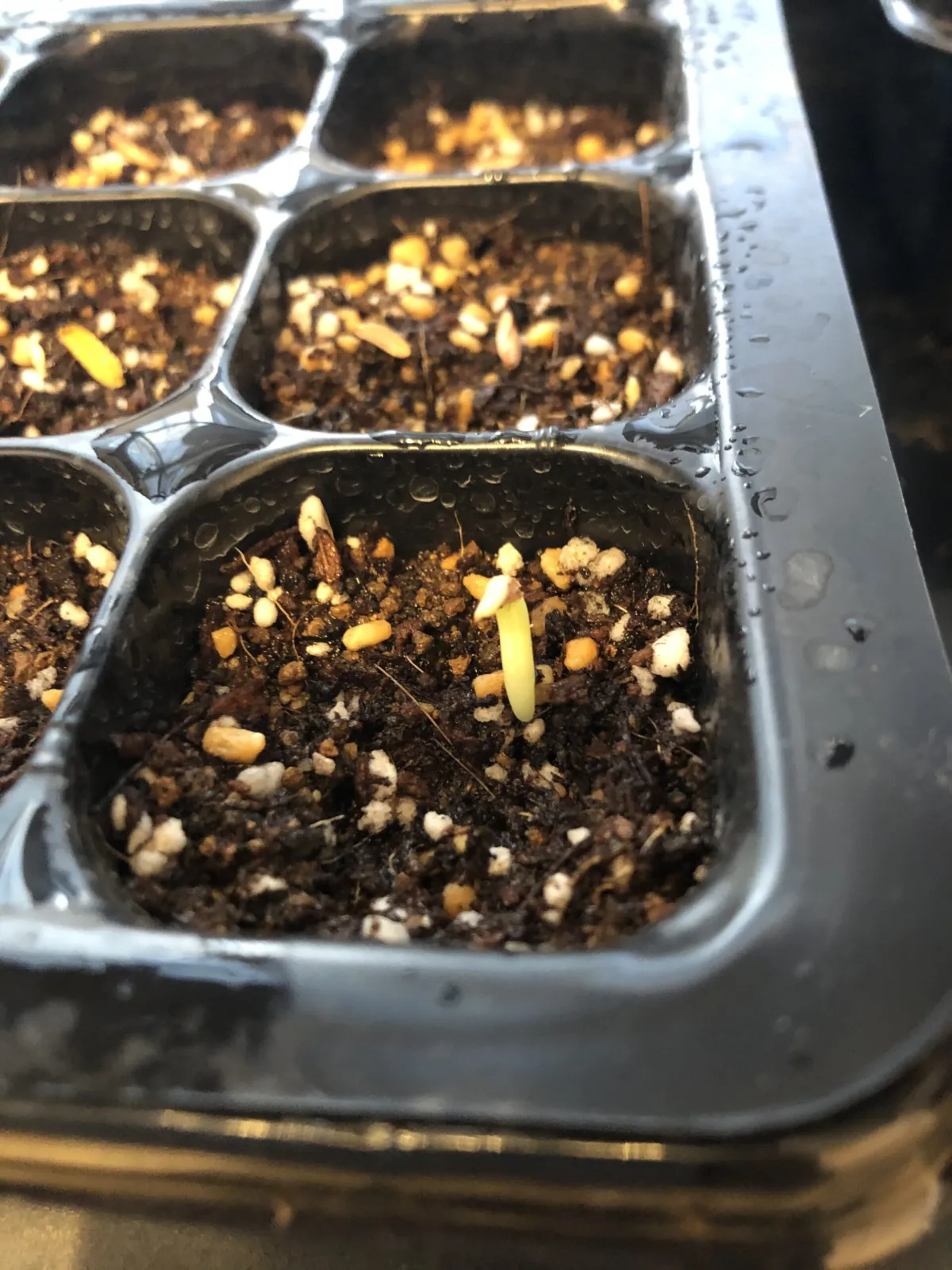 Pachypodium rosulatum ssp. rosulatum (パキポディウム ロスラーツム)