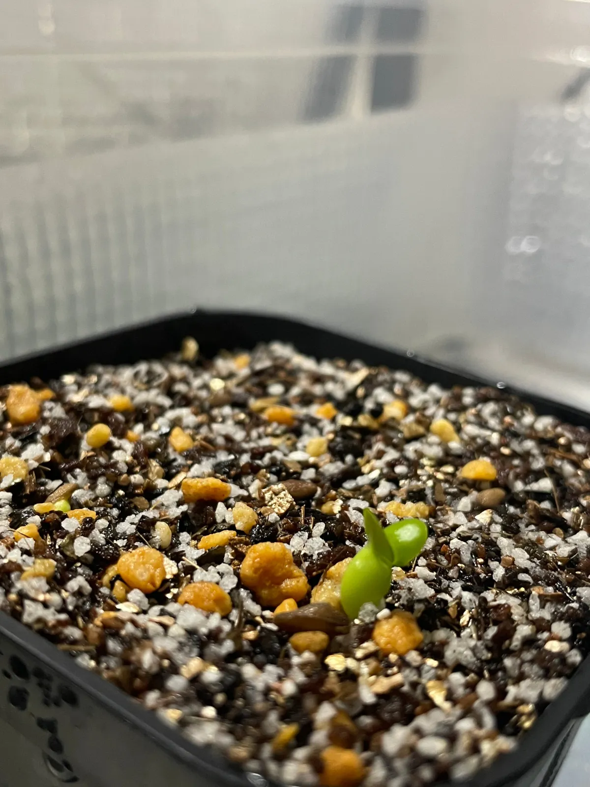 Pachypodium succulentum (パキポディウム サキュレンタム 天馬空)