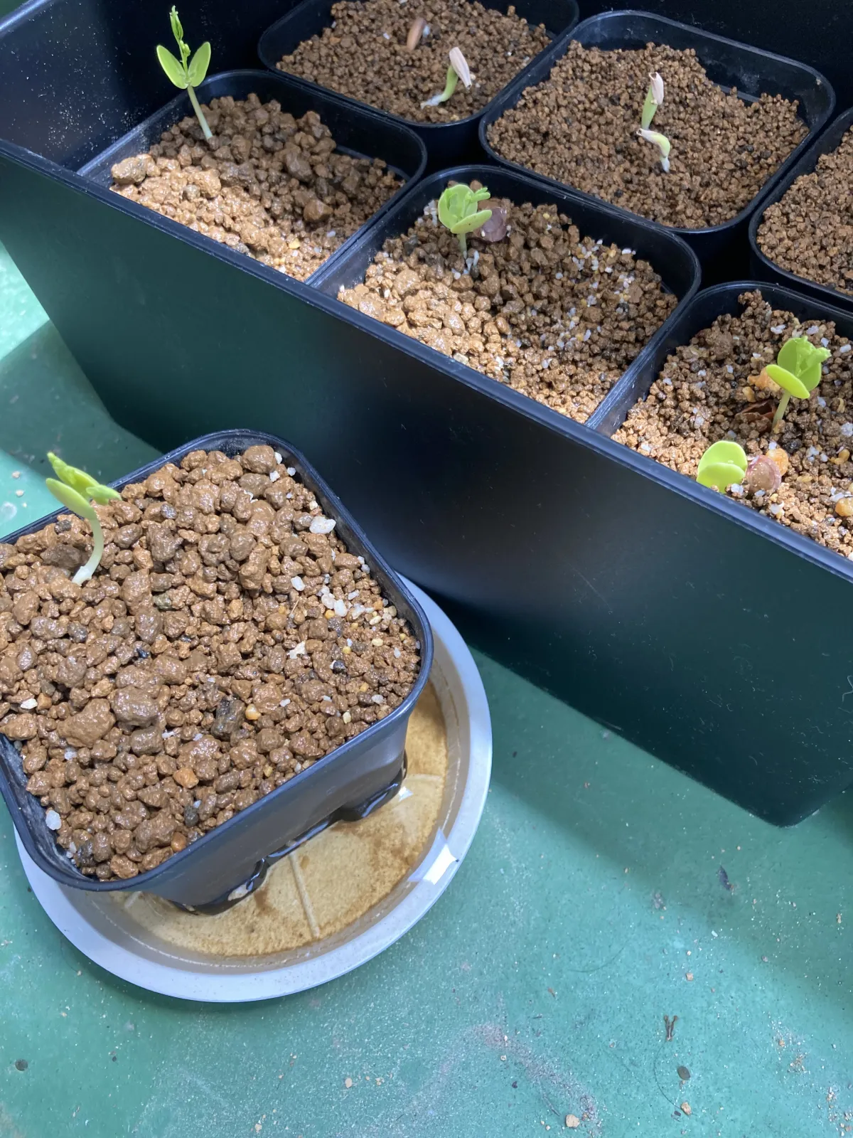 Acacia Acacia burkei (アカシア ブルケイ)