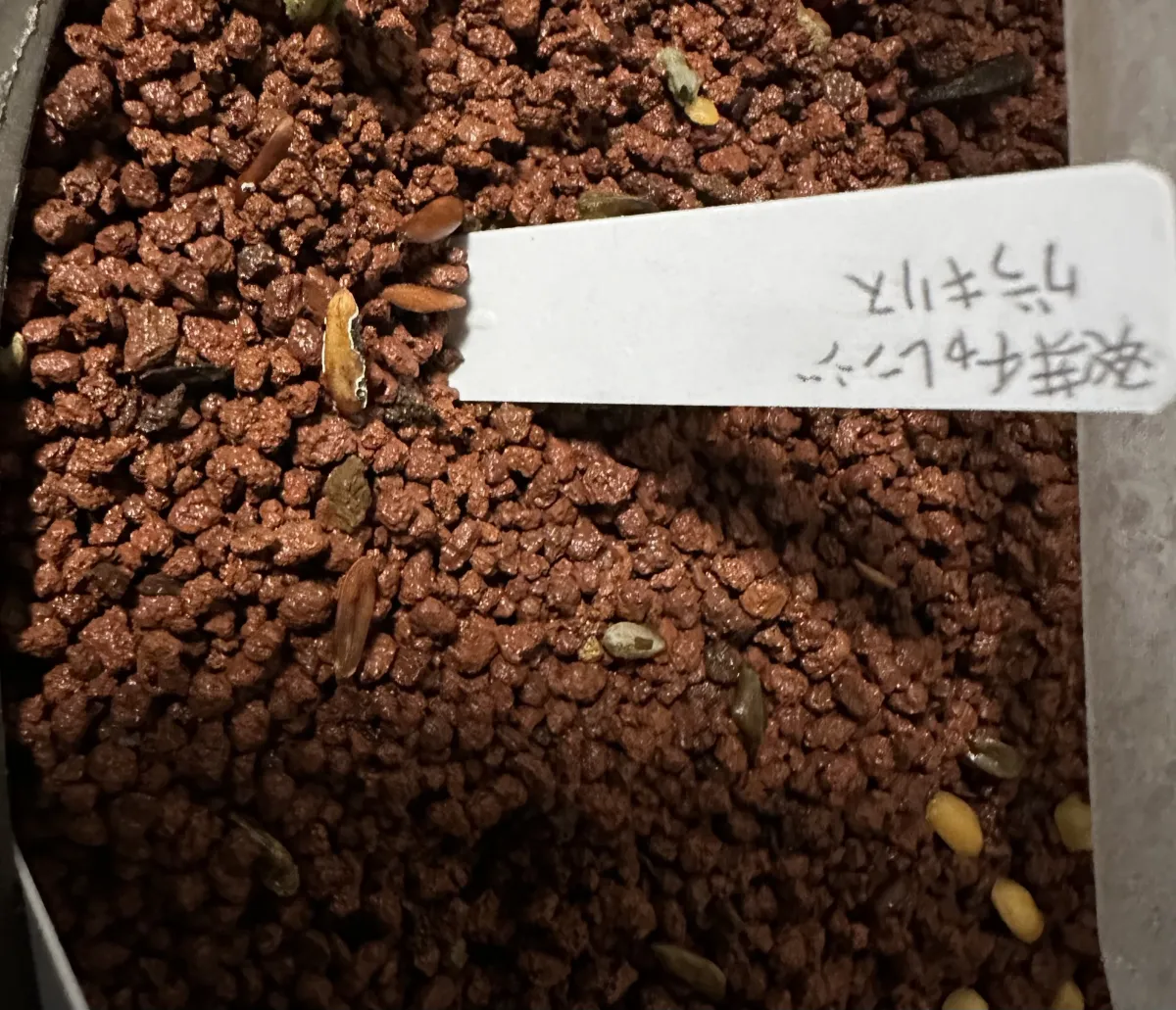 [無料種子] 発芽難 パキポディウム グラキリス　 Pachypodium rosulatum var. gracilius