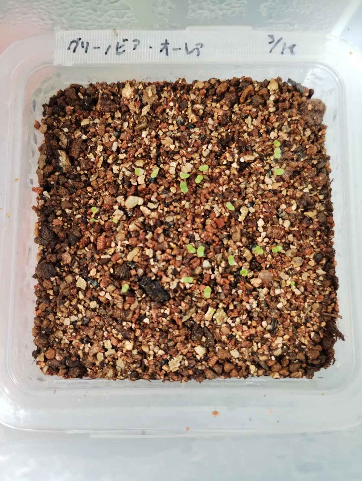 Aeonium aurea (グリーノビア オーレア)