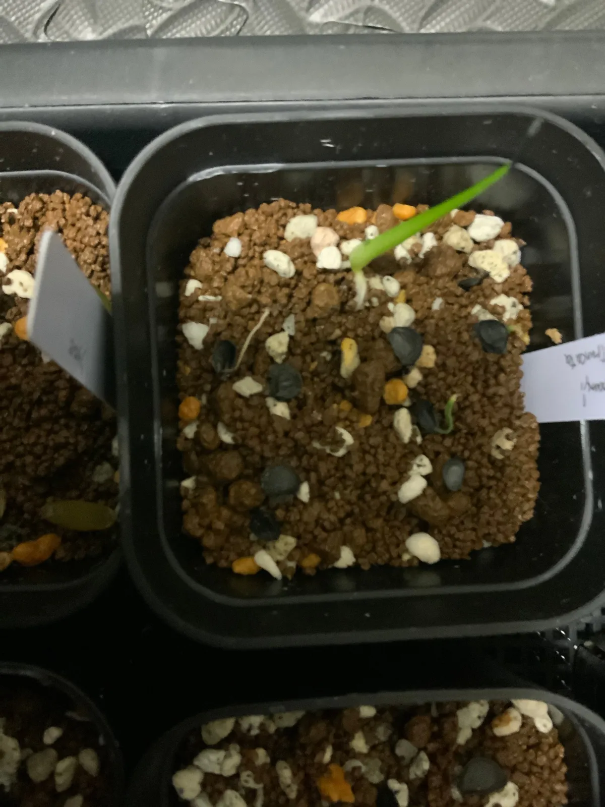 Agave parryi var. truncata (アガベ パリー トランカータ)