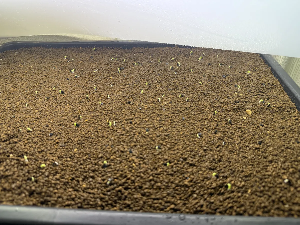 Agave oteroi (アガベ オテロイ)