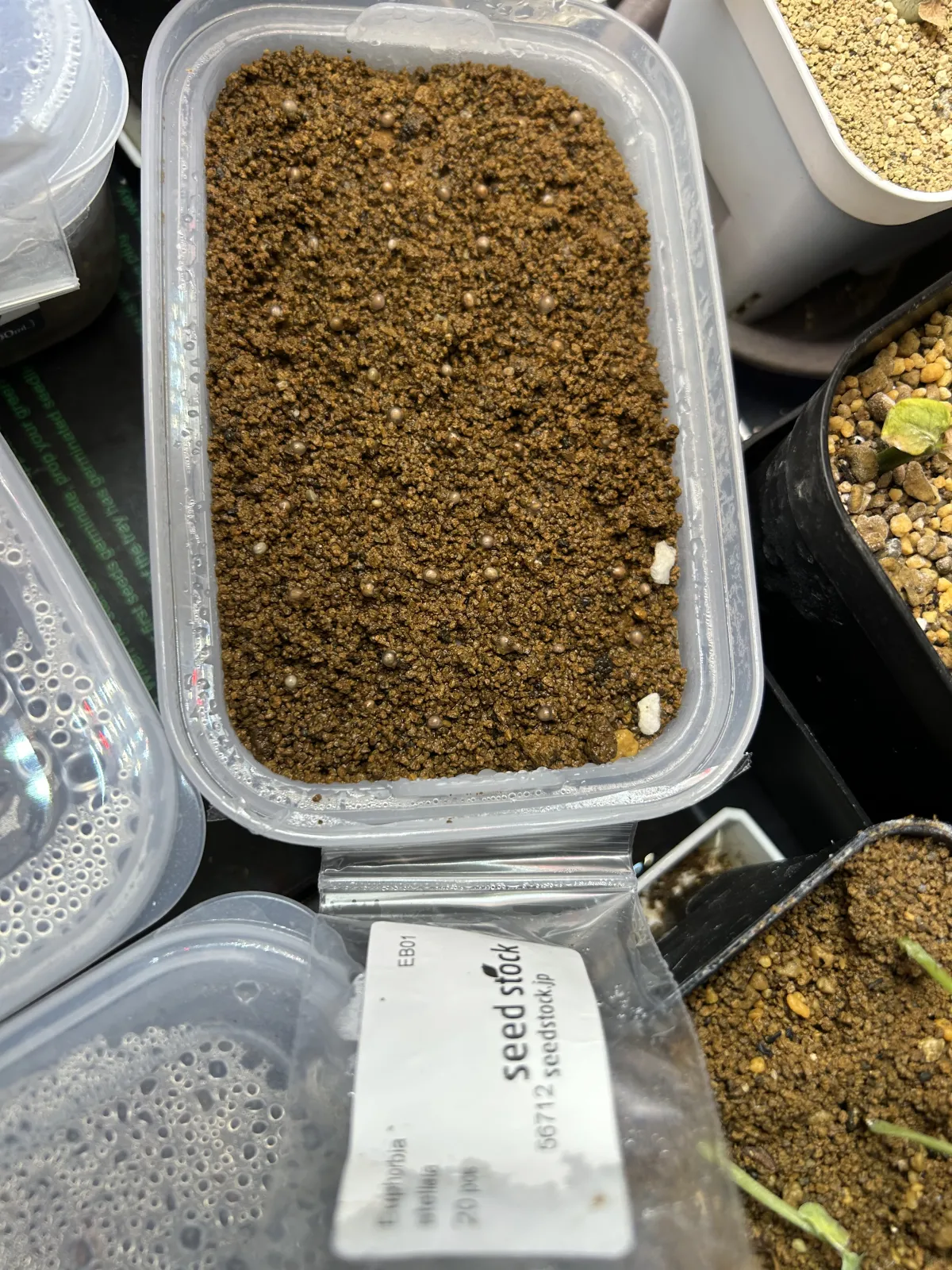 Euphorbia stellata (ユーフォルビア ステラータ 飛竜)