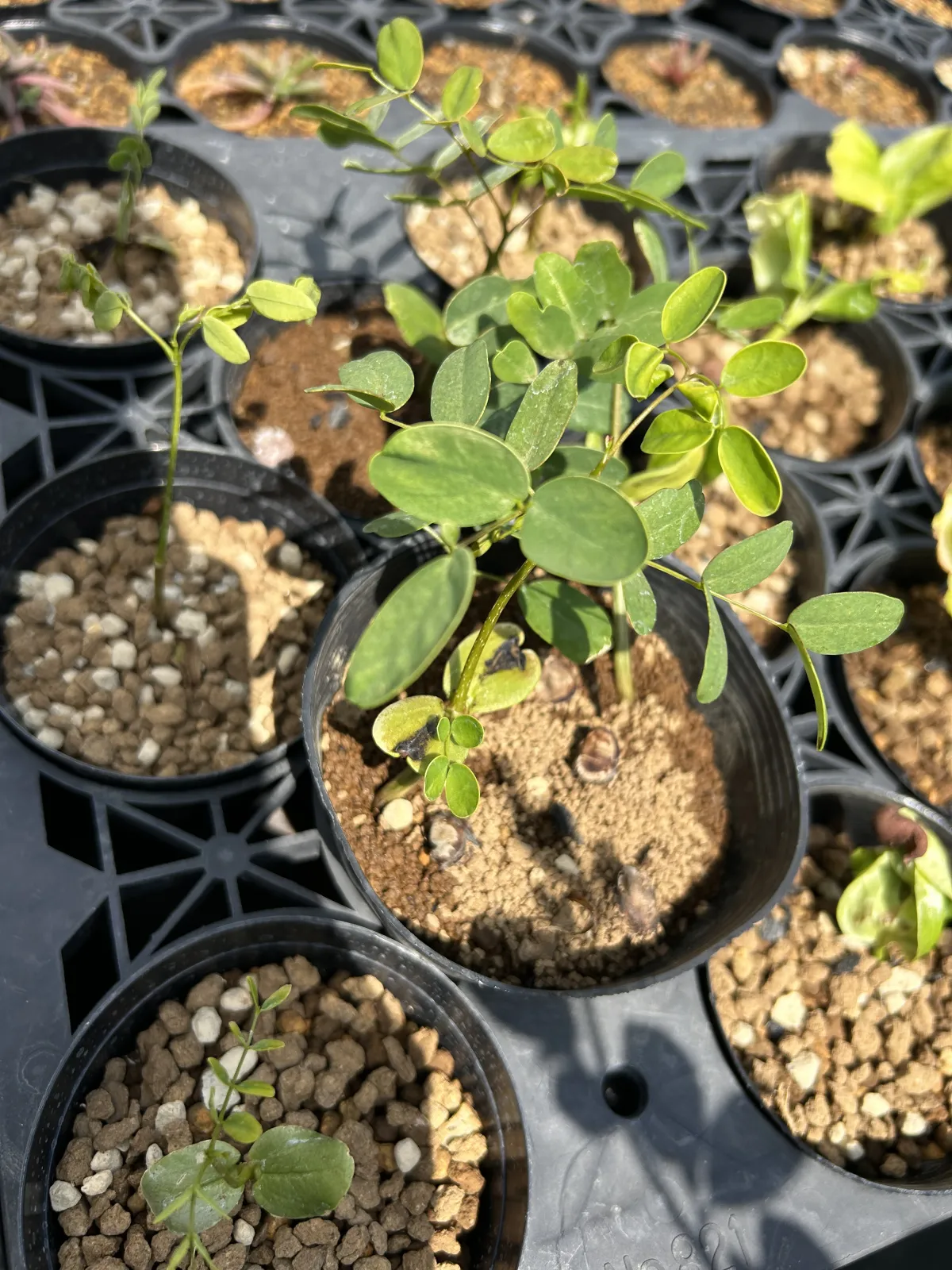 Delonix pumila (デロニクス プミラ)