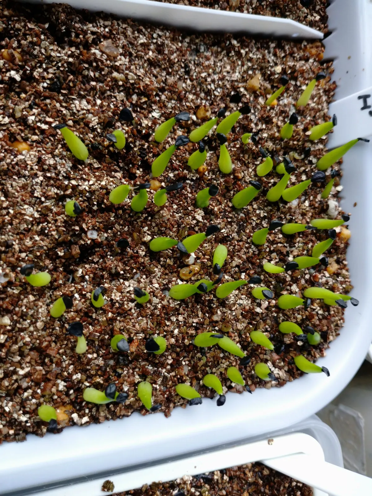 Agave victoriae-reginae ssp. swobodae swobodae (アガベ ビクトリアレジーナ スワボダエ)