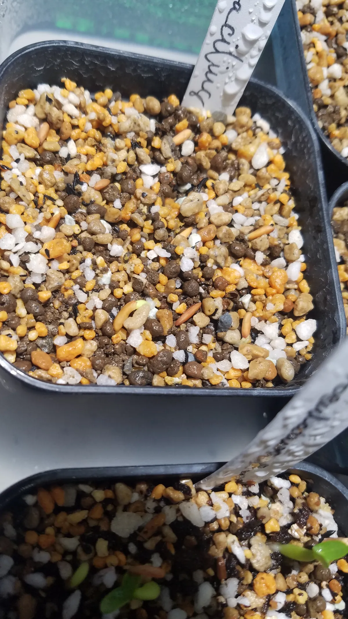 Pachypodium rosulatum var. gracilius (パキポディウム グラキリス)