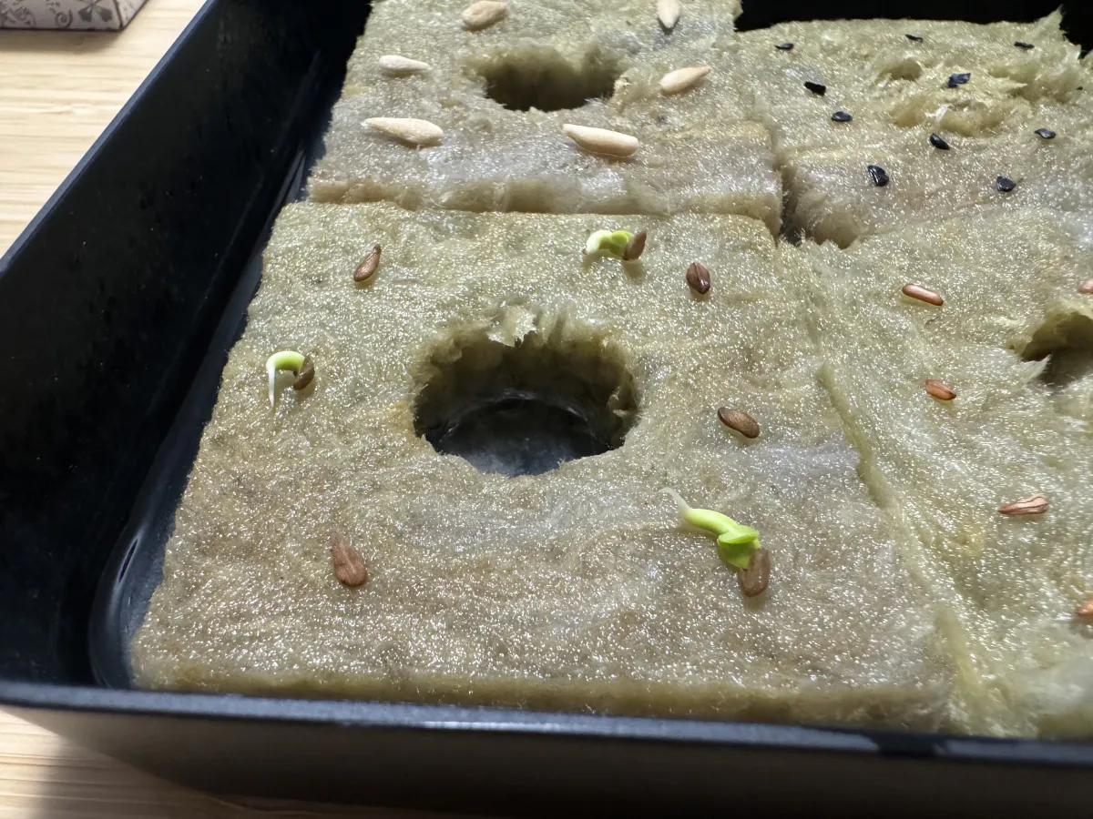 Pachypodium succulentum (パキポディウム サキュレンタム 天馬空)