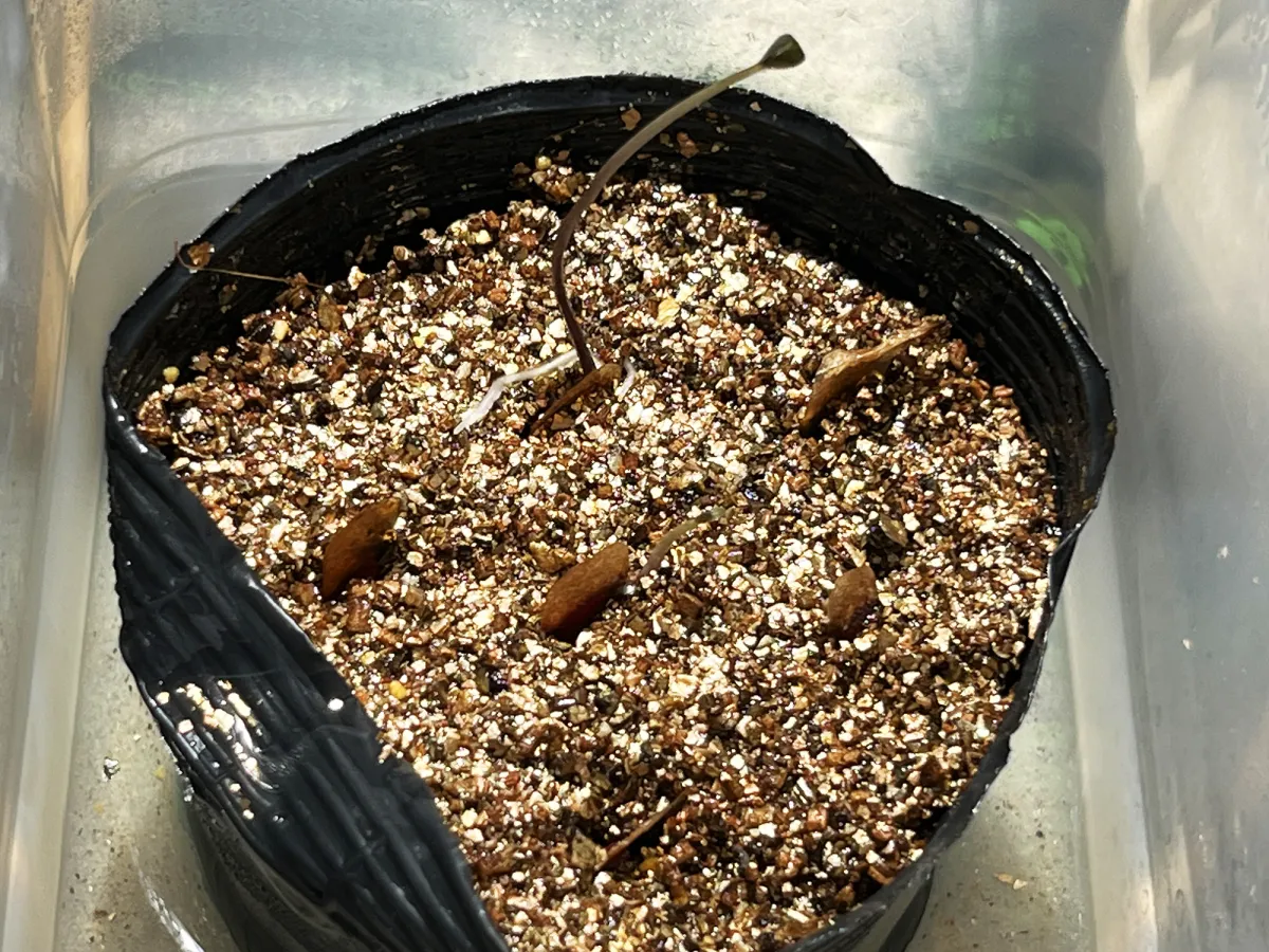 Dioscorea elephantipes (ディオスコレア エレファンティペス アフリカ亀甲竜)