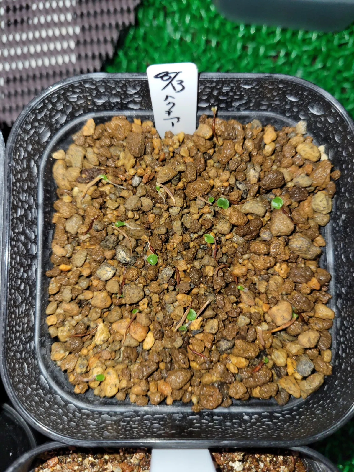 Hechtia montana (ヘクチア モンタナ)