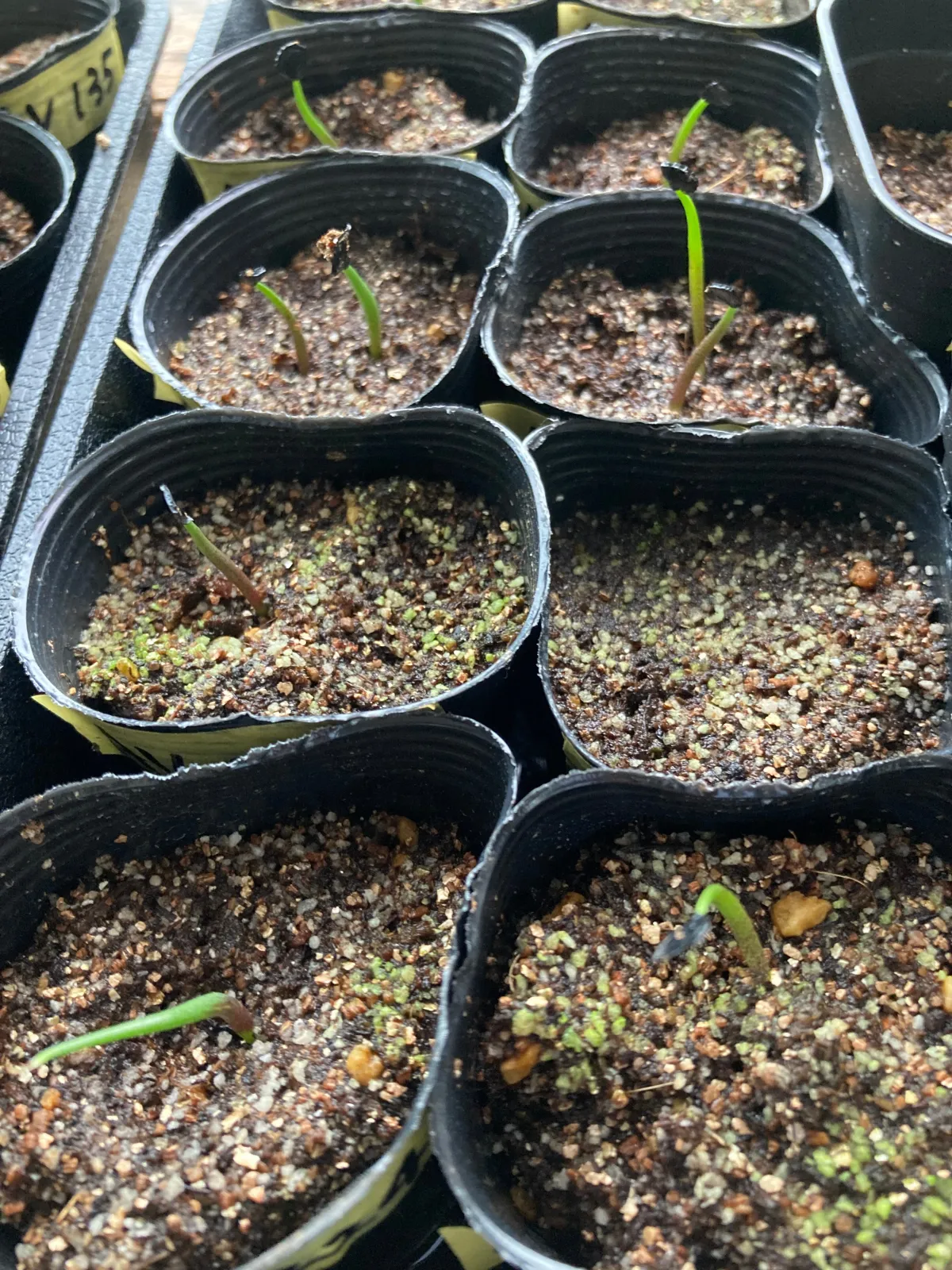 Agave pachycentra (アガベ パキセントラ)