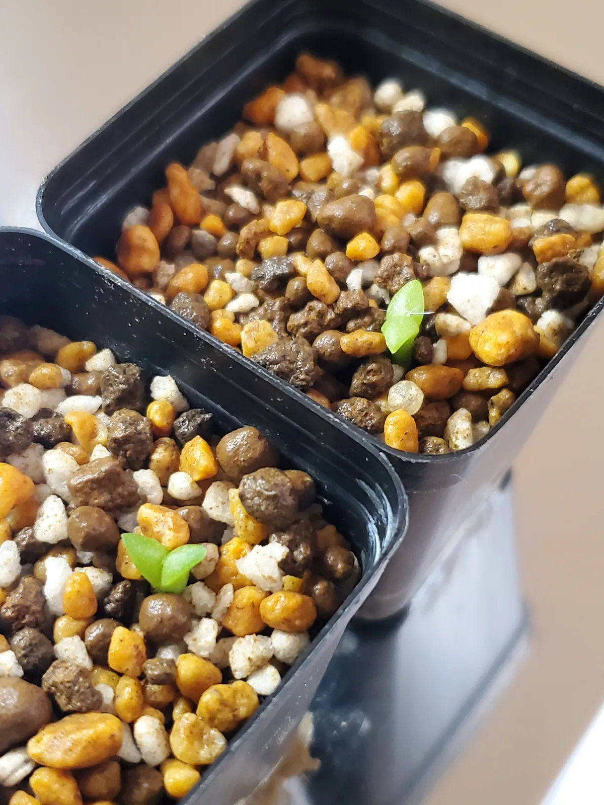 Pachycereus hollianus 'Rojo' (パキセレウス ホリアナス ロホ)