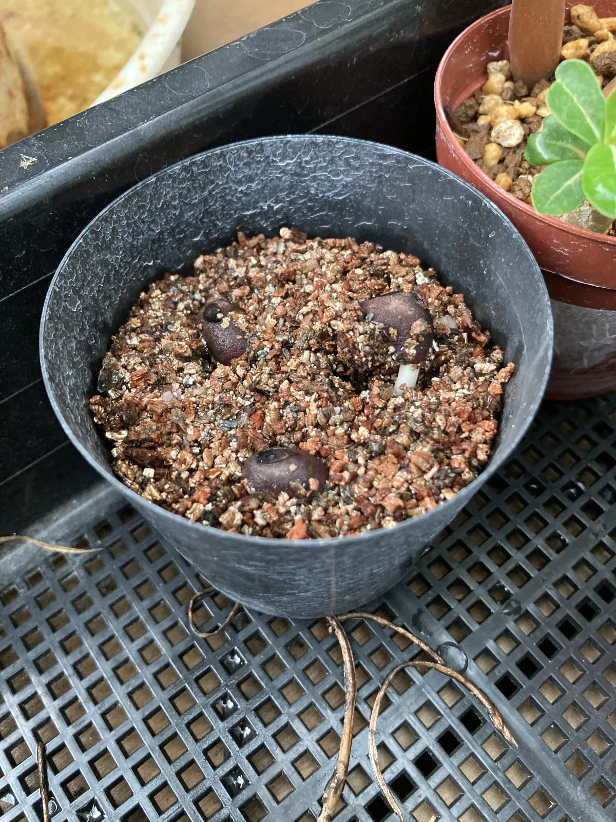 Adansonia digitata (アダンソニア（バオバブ） ディギタータ)