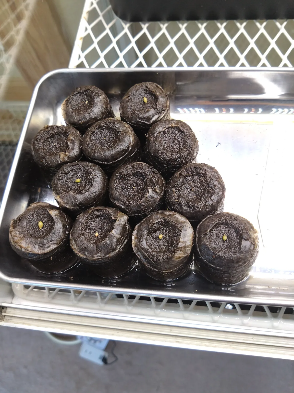 Copiapoa hypogaea Lizard Skin (コピアポア リザードスキン)