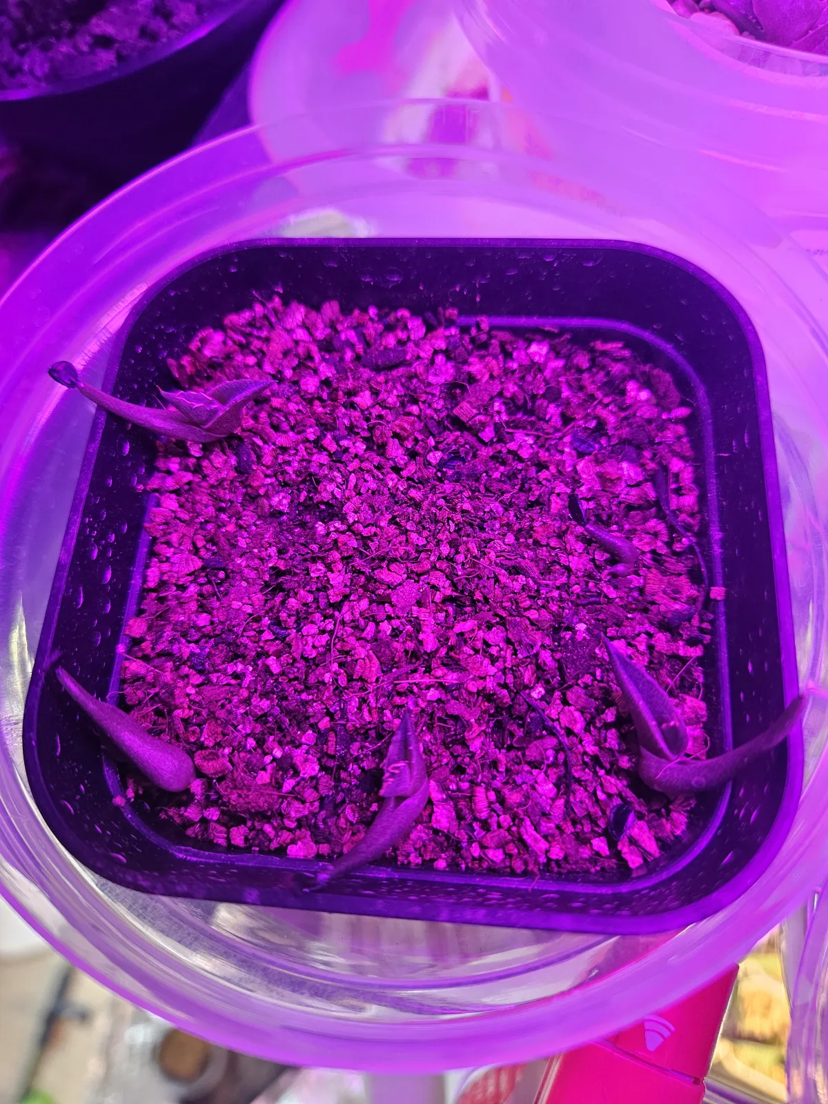 Agave convallis Mitra Magic (アガベ コンワリス ミトラマジック)