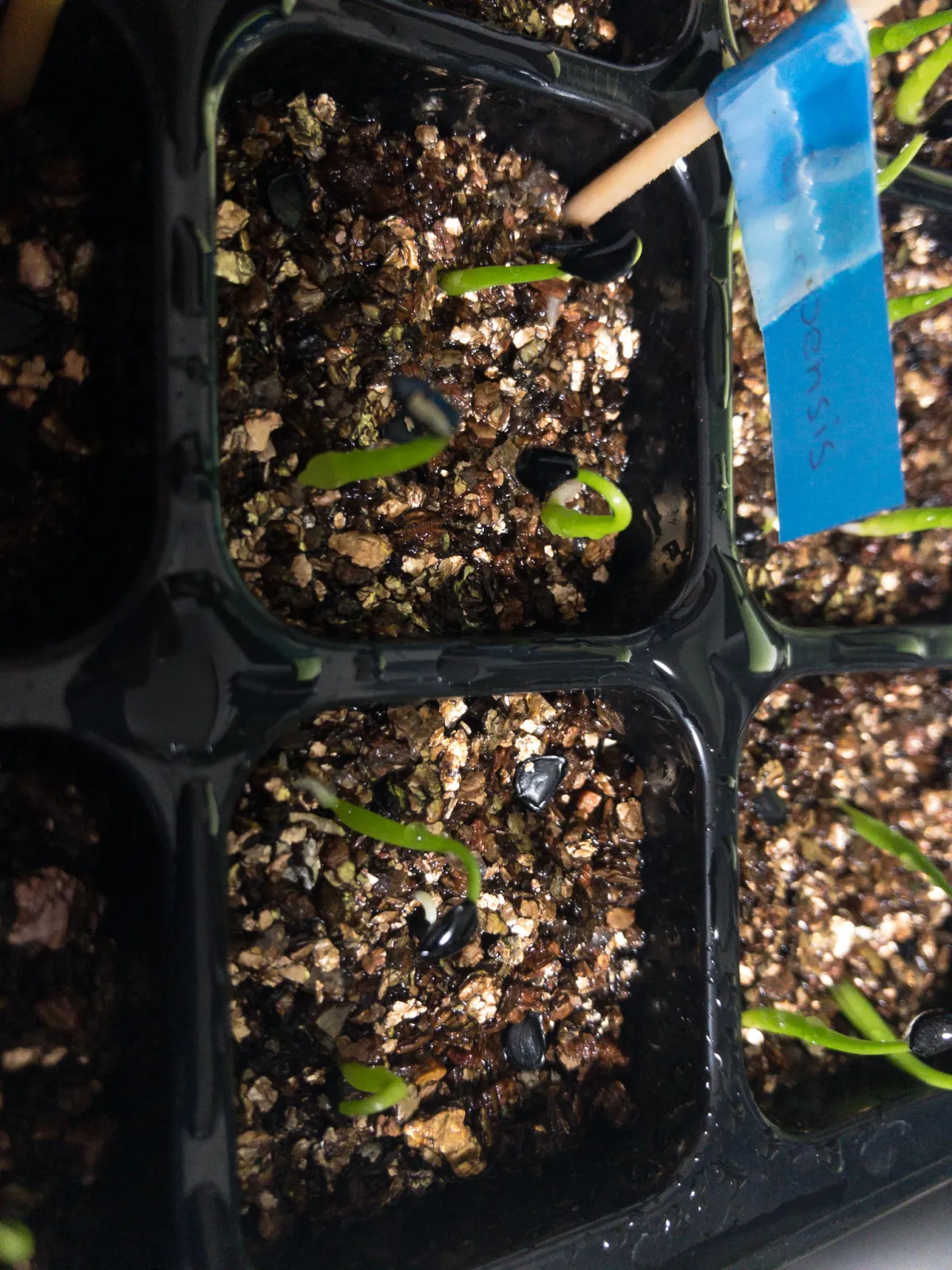 Agave chiapensis (アガベ チアペンシス)