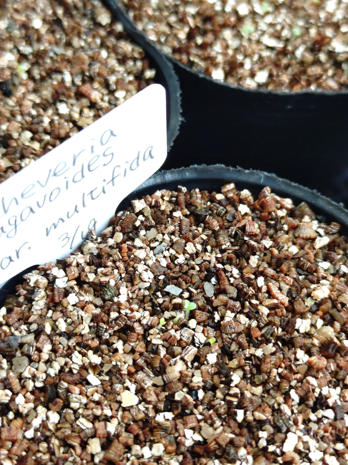 Echeveria agavoides var. multifida (エケベリア アガボイデスマルチフィーダ)