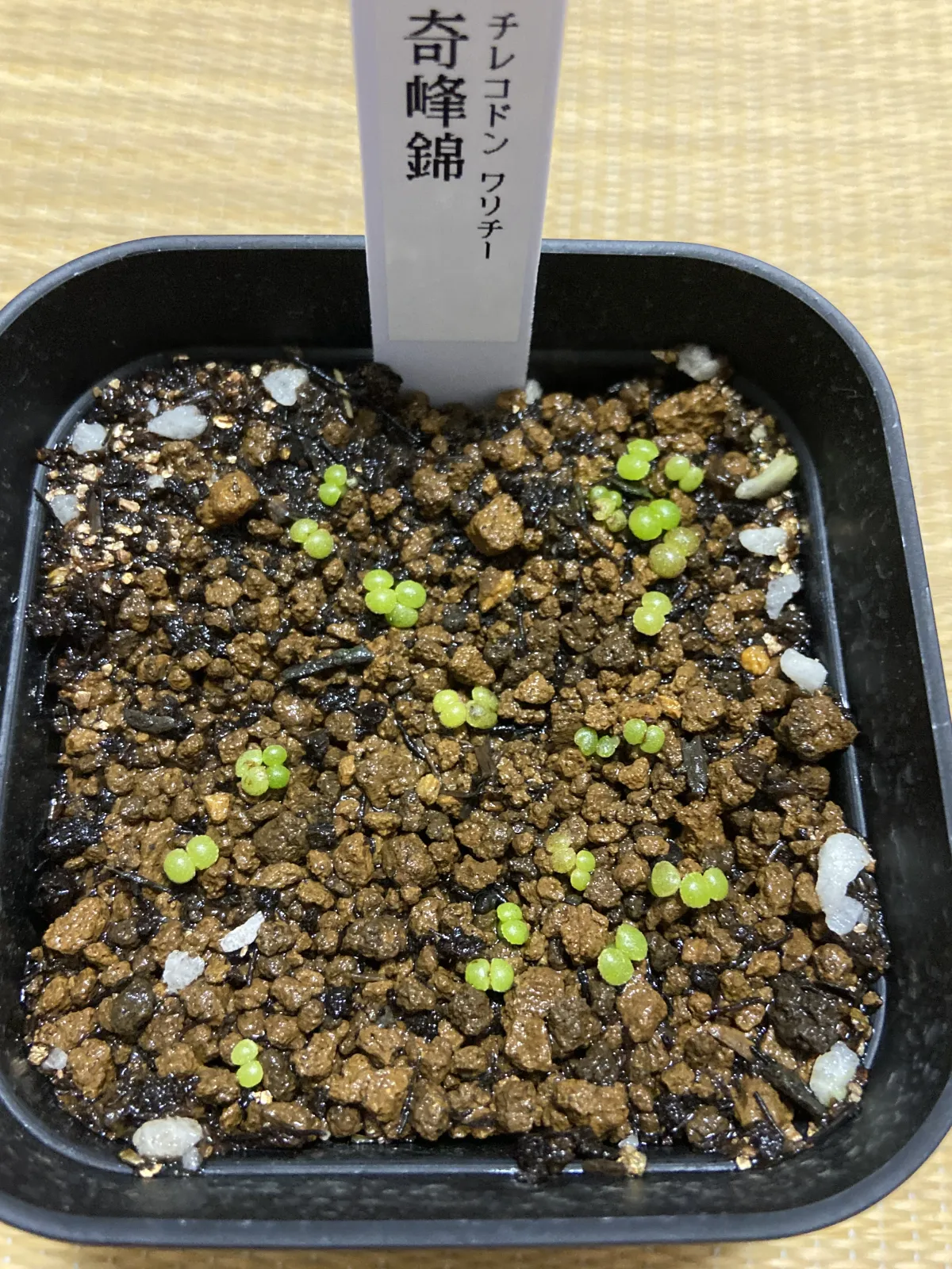 Tylecodon wallichii (ティレコドン ワリチー)