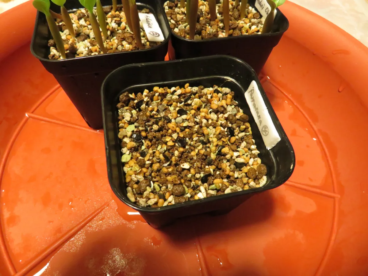 Agave parrasana (アガベ パラサナ)