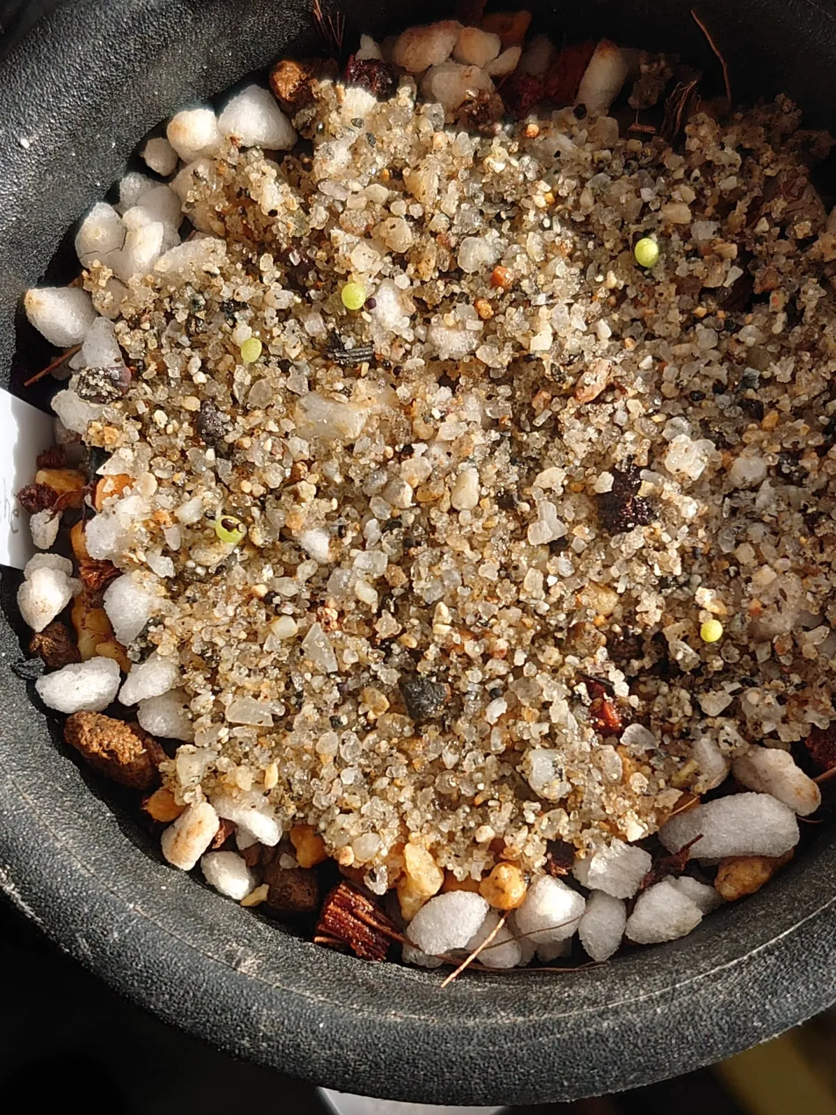 Turbinicarpus klinkerianus Huizache (ツルビニカルプス クリンケリアナス ウィサチェ)