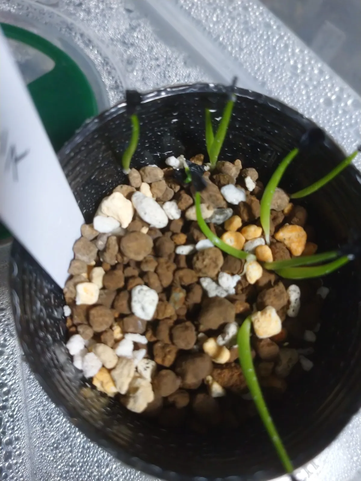 Agave albescens (アガベ アルベセンス)