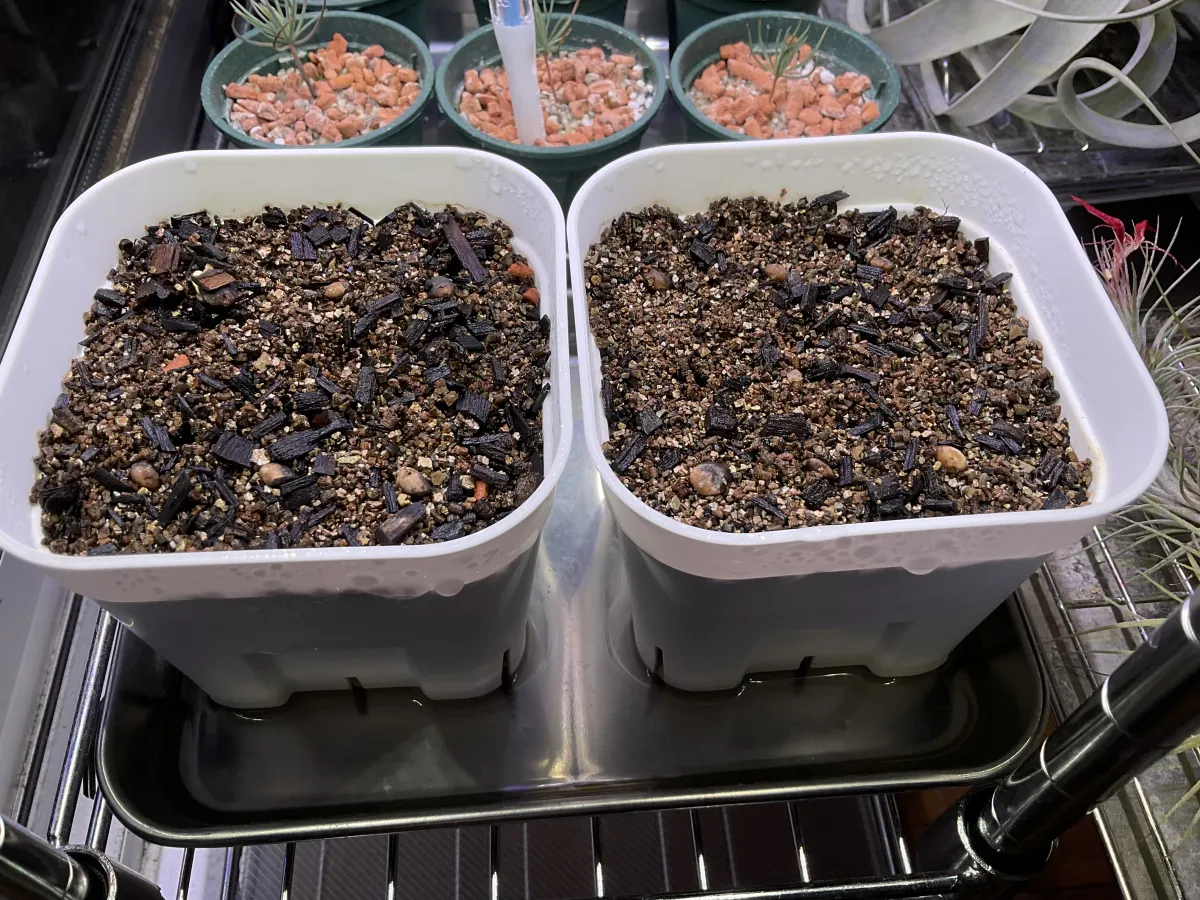 Commiphora wildii (コミフォラ ワイルディ)