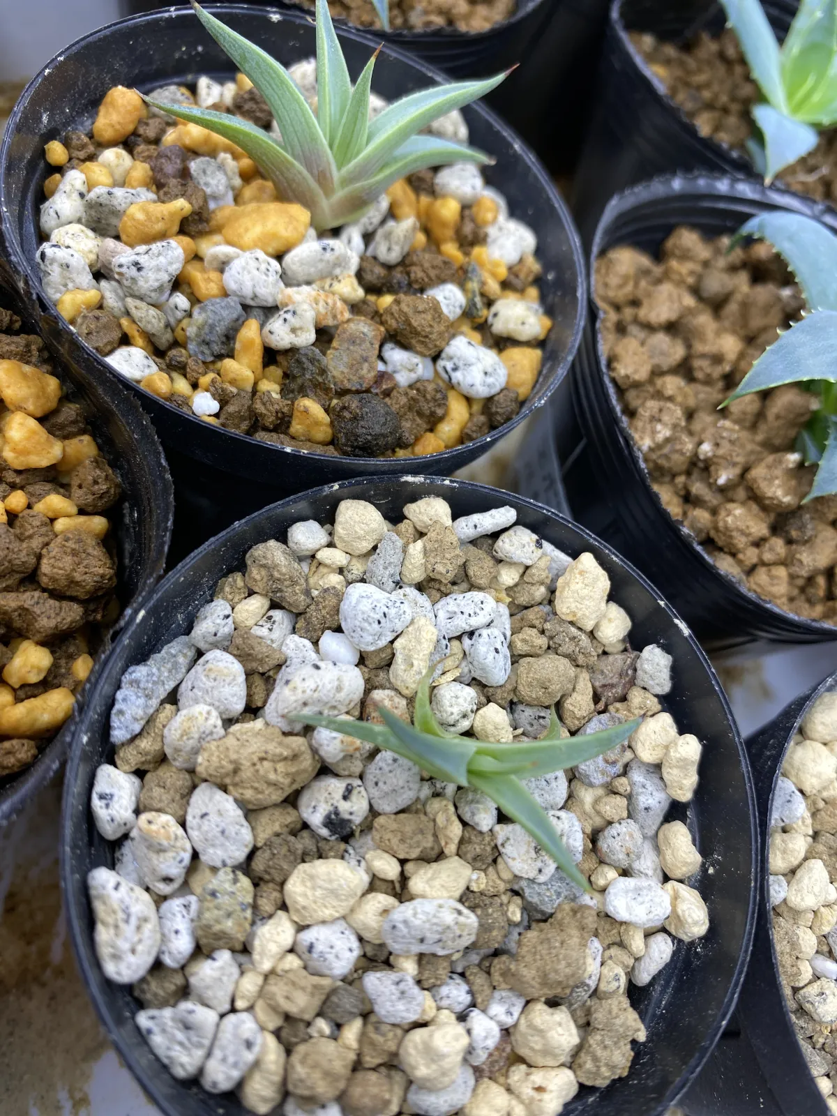 Agave stricta (アガベ ストリクタ)