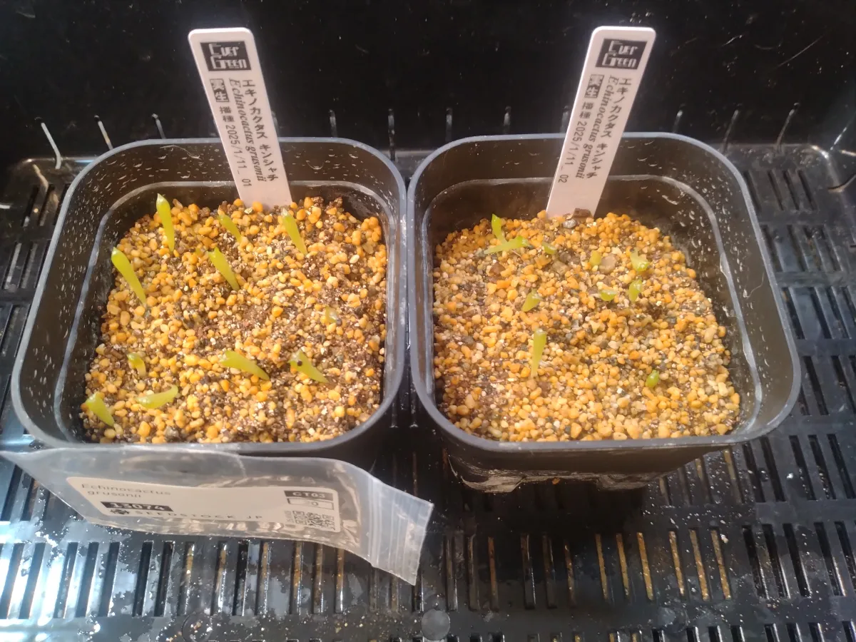 Echinocactus grusonii (エキノカクタス キンシャチ)