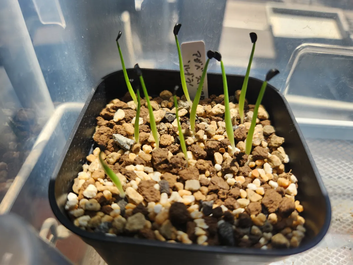 Agave stricta rubra (アガベ ストリクタ ルブラ)