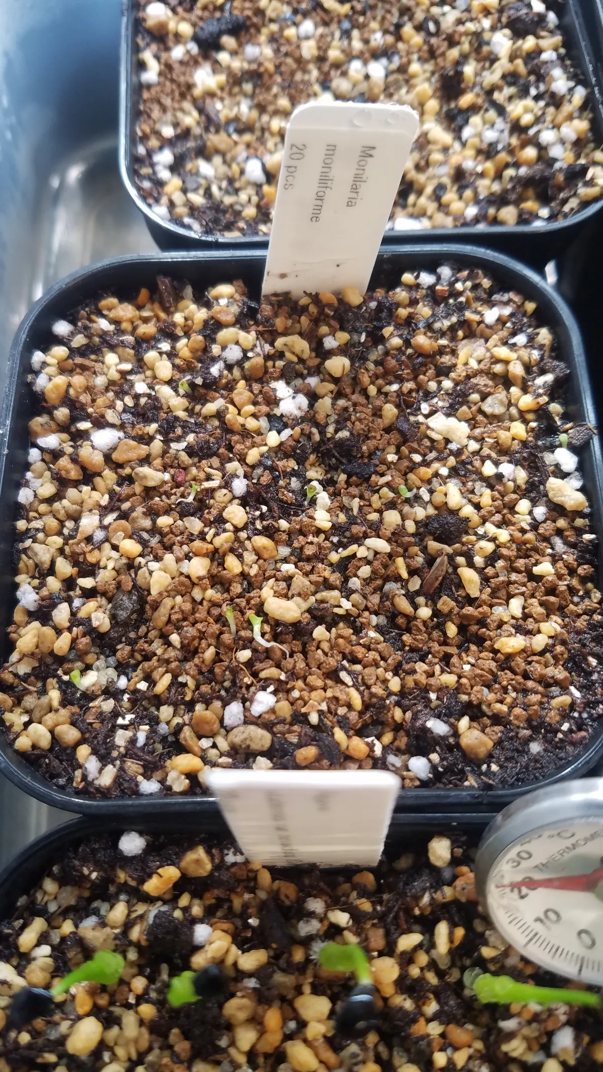 Monilaria moniliforme (モニラリア モニリフォルメ)