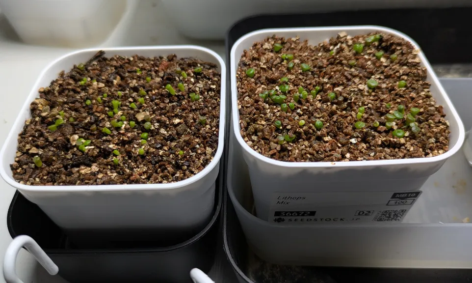 種子] リトープス ミックス Lithops Mix Seeds｜多肉植物 初心者向け