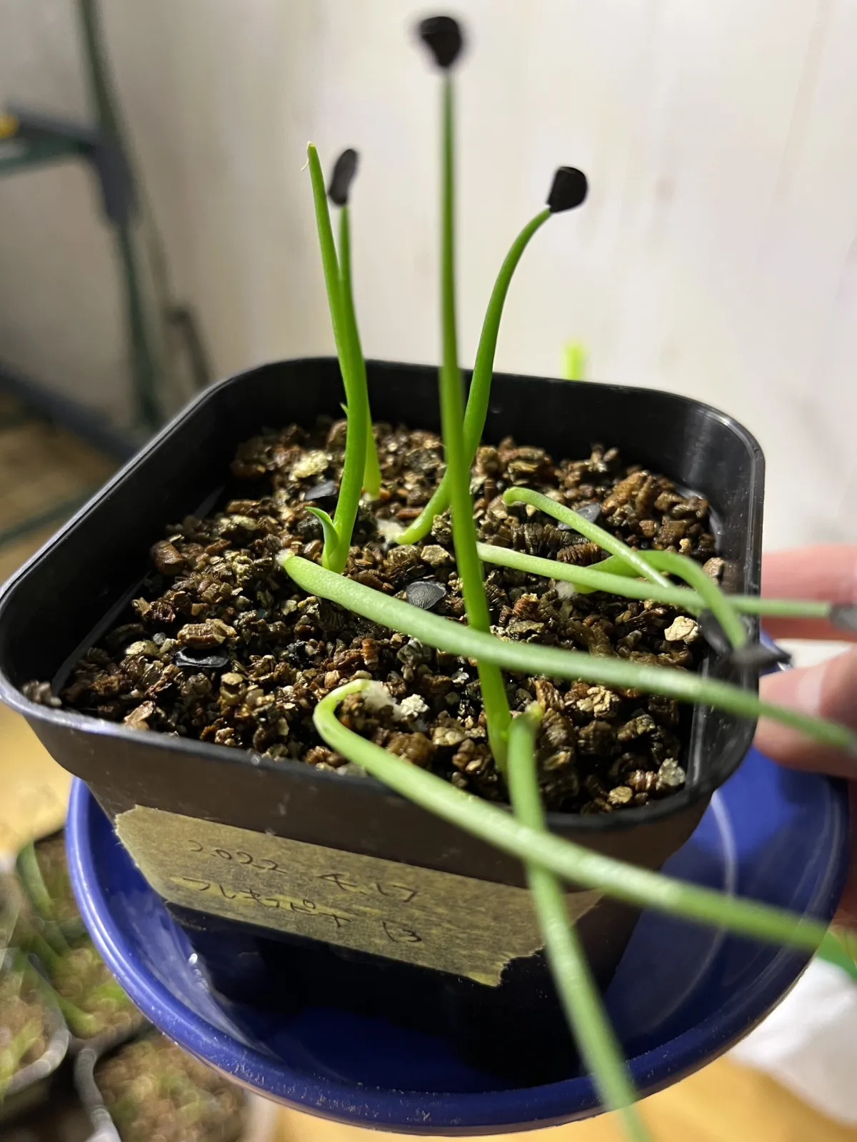 Agave flexispina (アガベ フレキシスピナ)