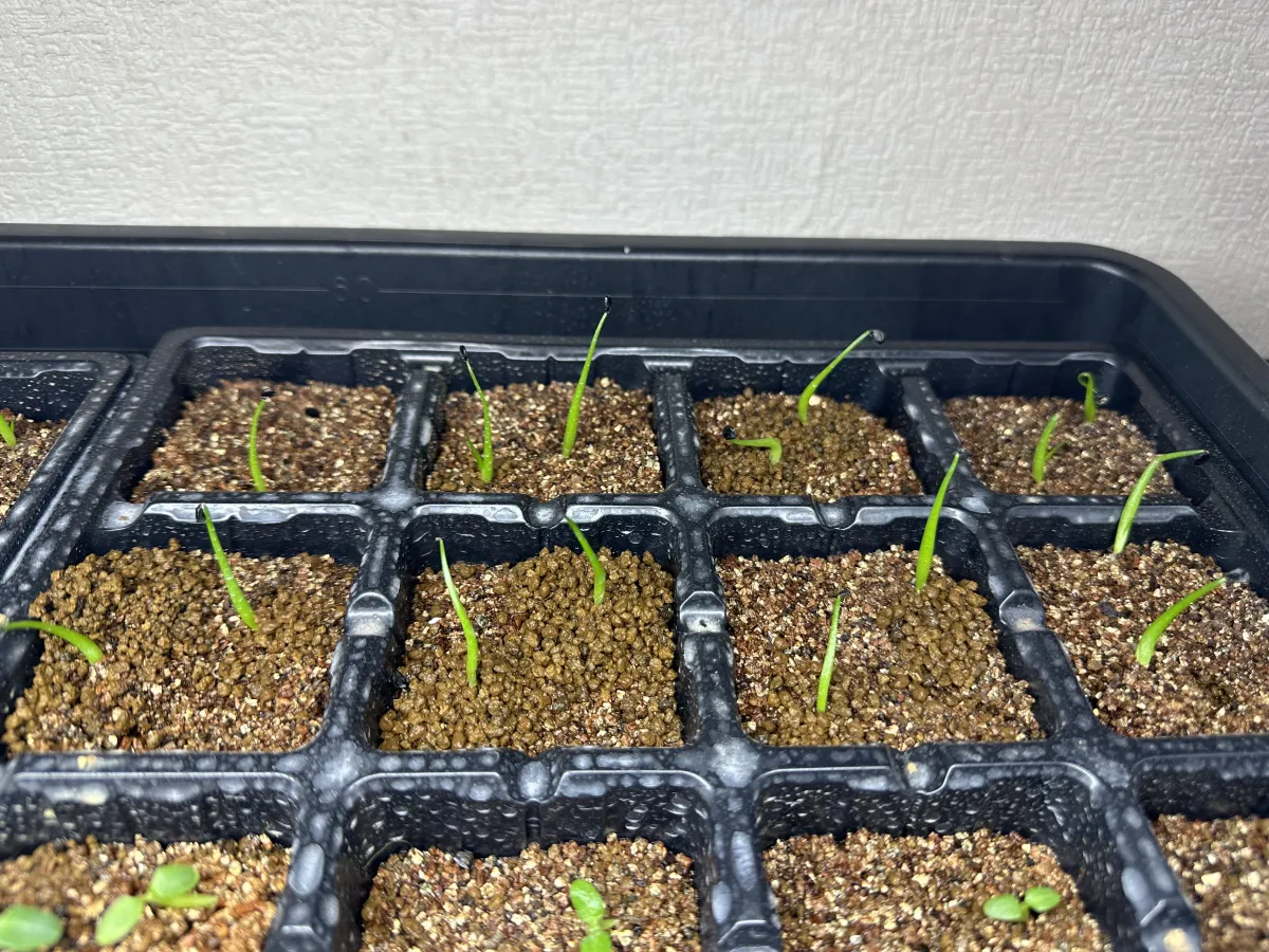 Agave utahensis var. eborispina (アガベ エボリスピナ)