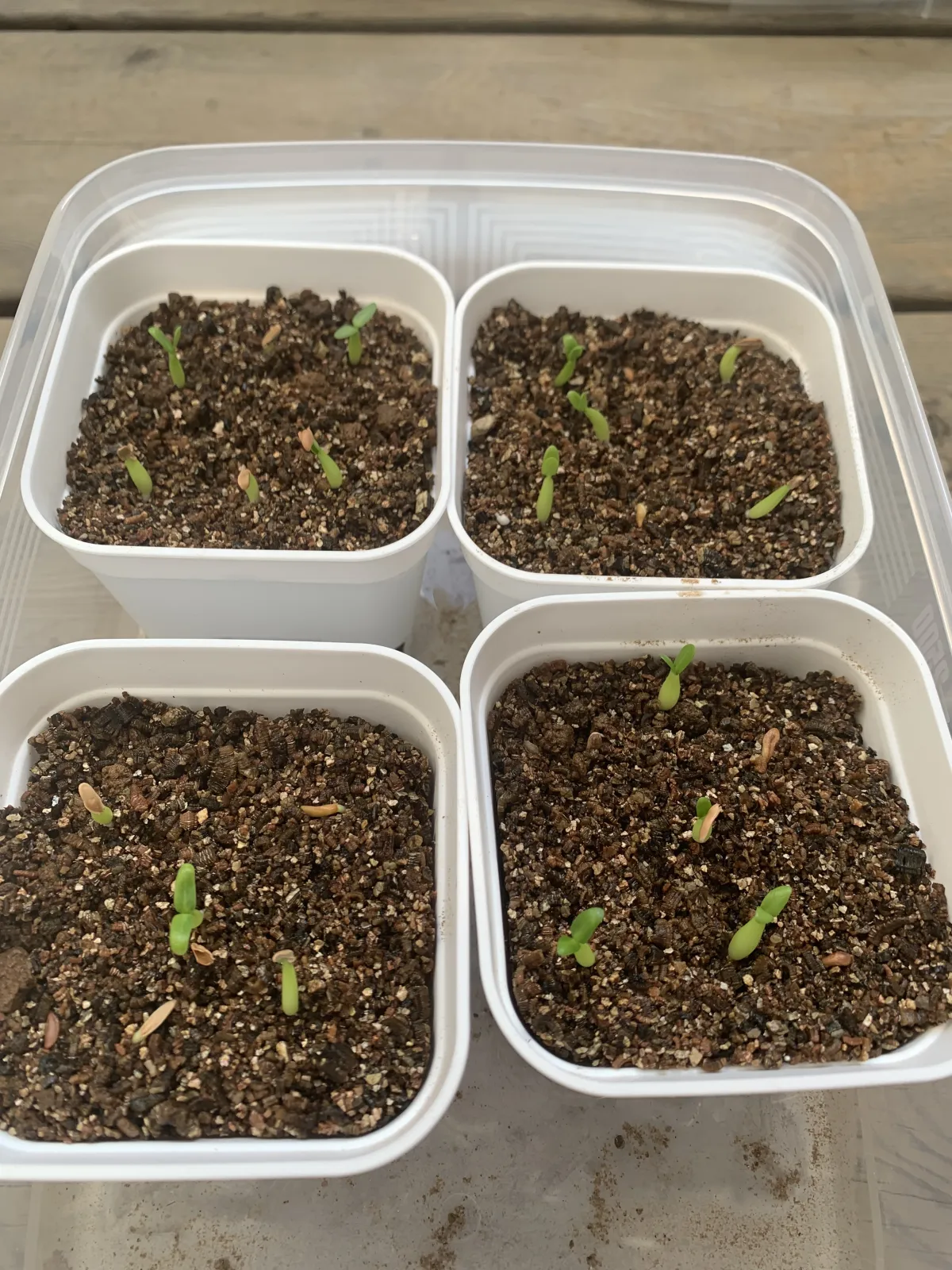 Pachypodium rosulatum (パキポディウム ロスラーツム)