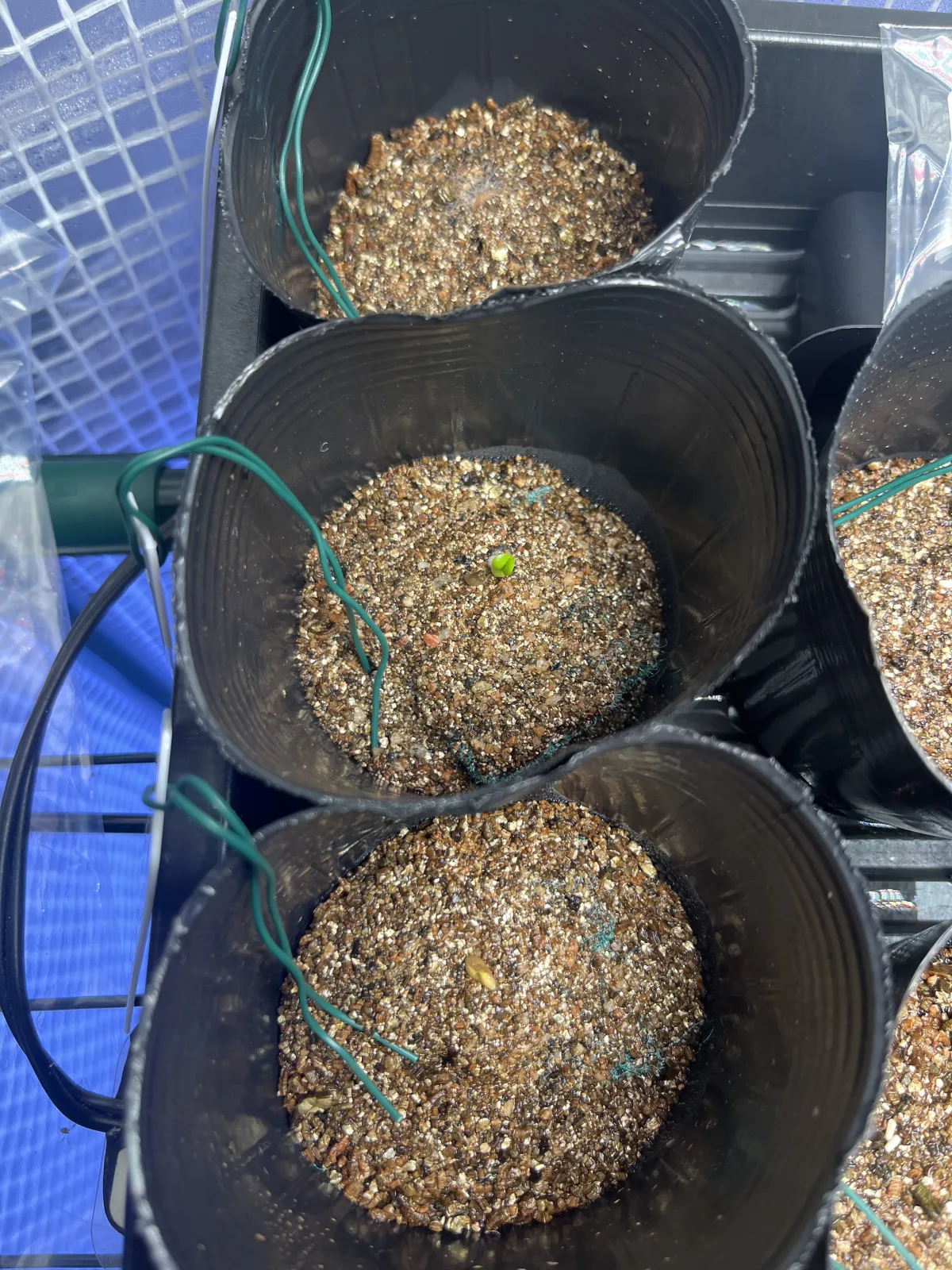 Pachypodium succulentum (パキポディウム サキュレンタム 天馬空)