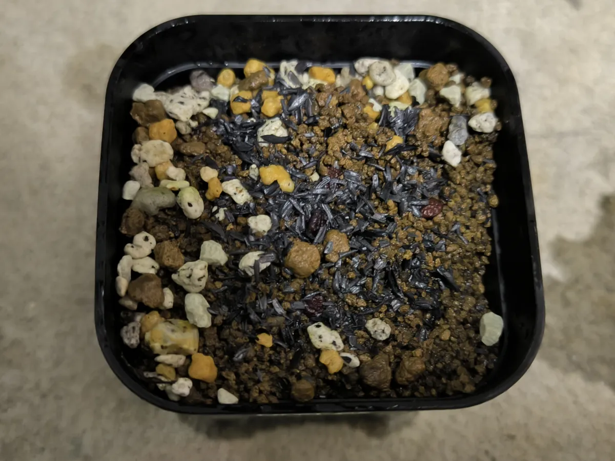 Adenia cladosepala (アデニア クラドセパラ)