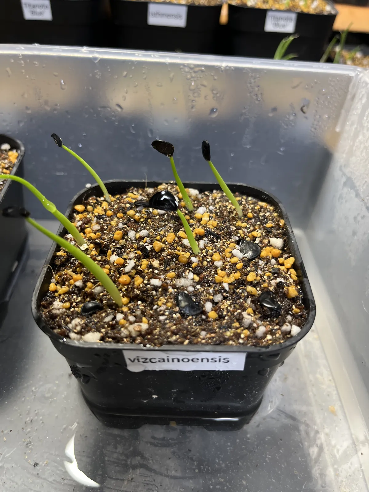 Agave vizcainoensis (アガベ ビスカイノエンシス)