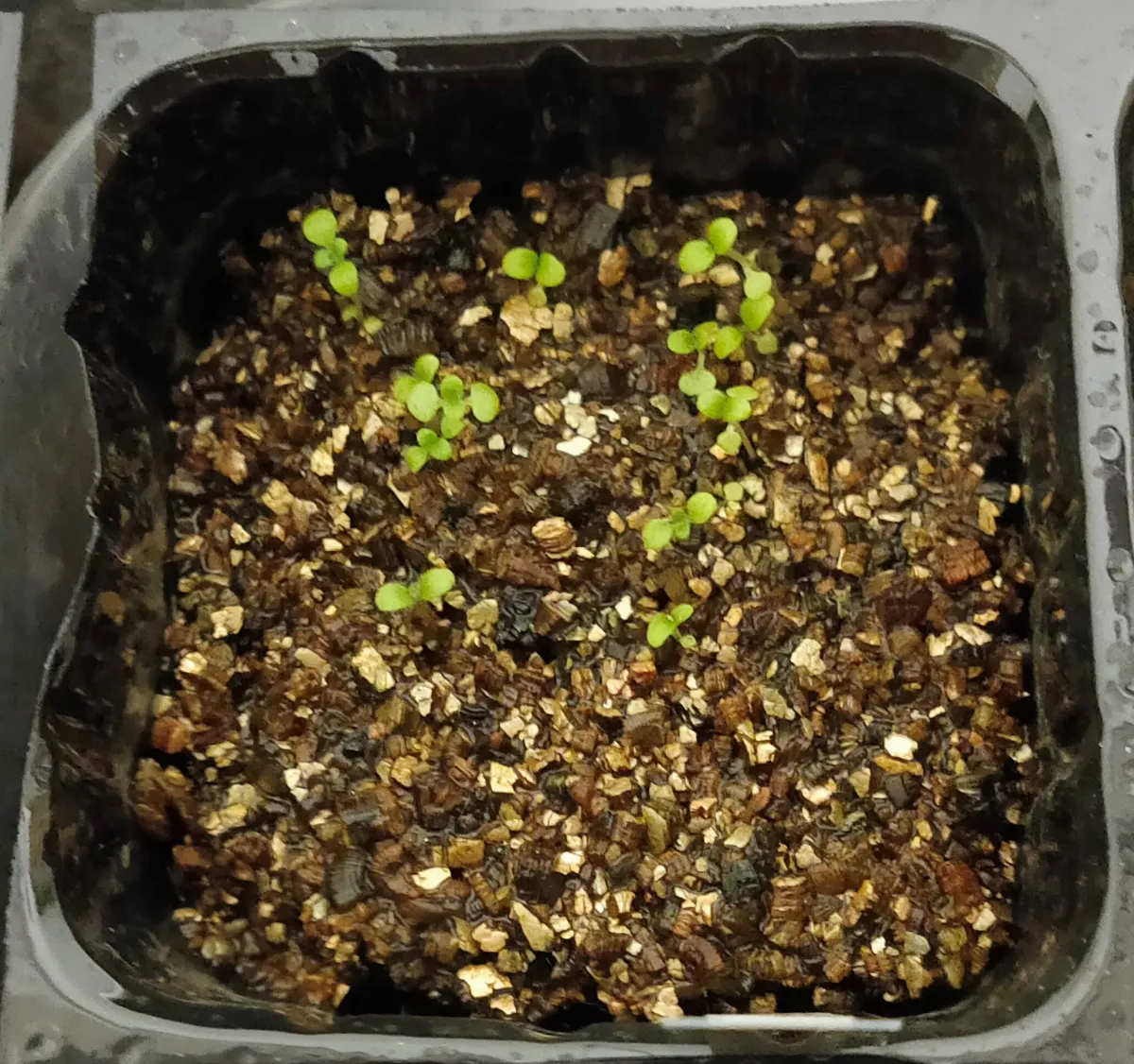 Sinningia leucotricha (シンニンギア レウコトリカ 断崖の女王)