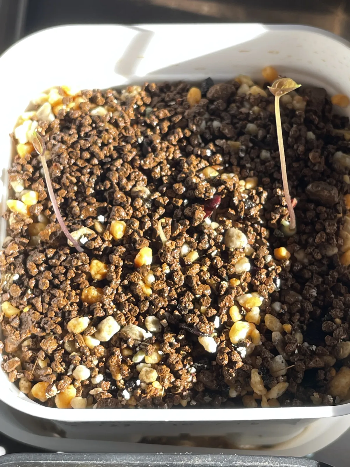 [チャレンジ種子] 亀甲竜 Dioscorea elephantipes ディオスコレア エレファンティペス 未発芽ロット