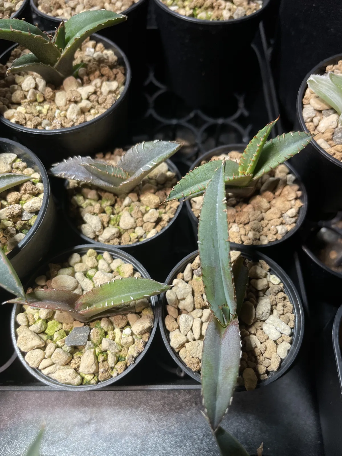 Agave oteroi (アガベ オテロイ)