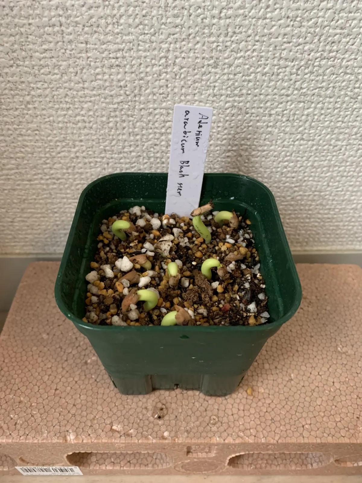 Adenium arabicum Black Stem (アデニウム アラビカム ブラックステム)