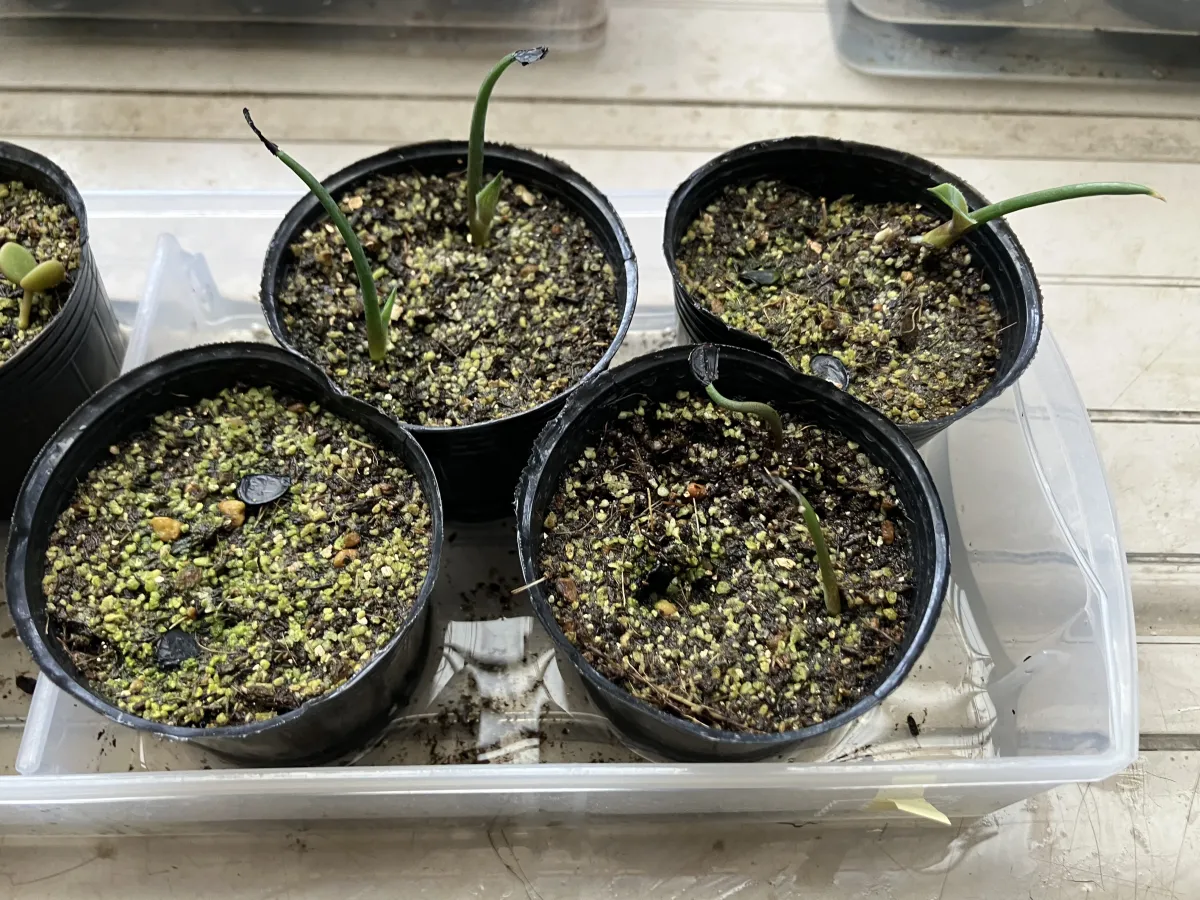 Agave cupreata (アガベ クプレアータ)