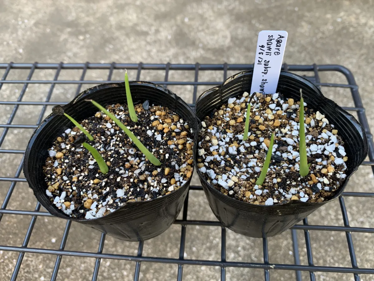 Agave shawii subsp. shawii (アガベ シャウィ)