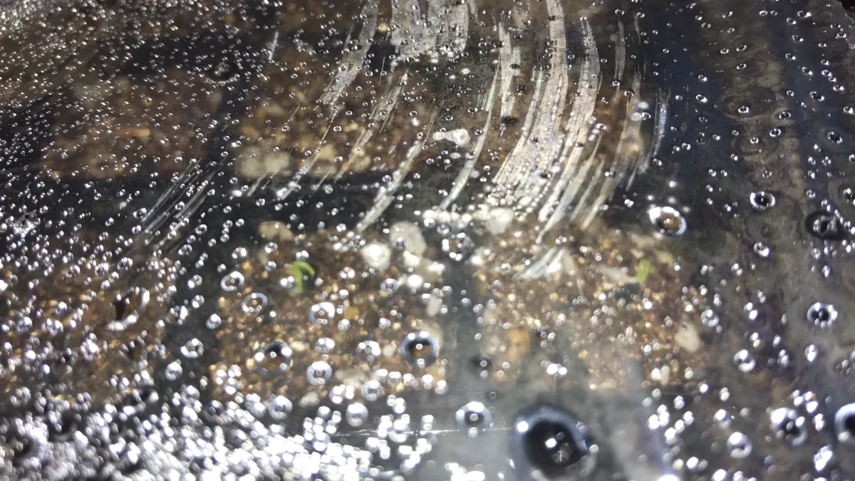 Agave utahensis var. eborispina (アガベ エボリスピナ)