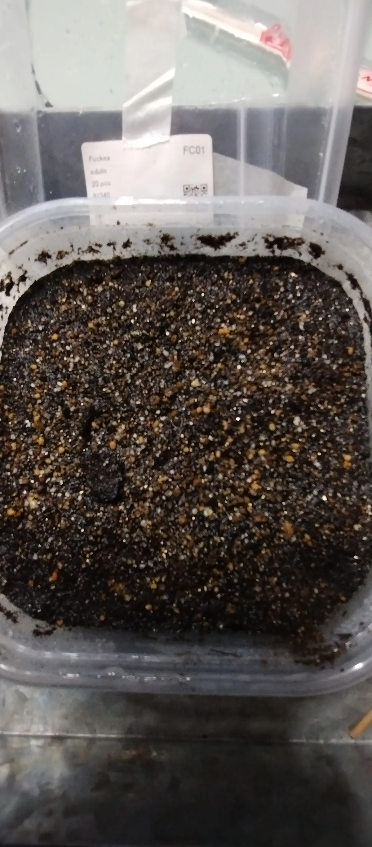 Fockea edulis (フォッケア 火星人)