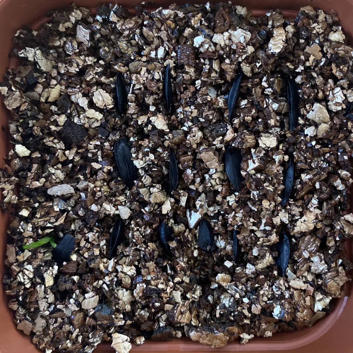 Xanthorrhoea preissii (ザントロエア プレイシー)