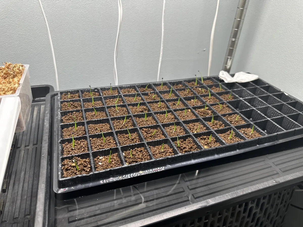 Agave utahensis var. eborispina (アガベ エボリスピナ)