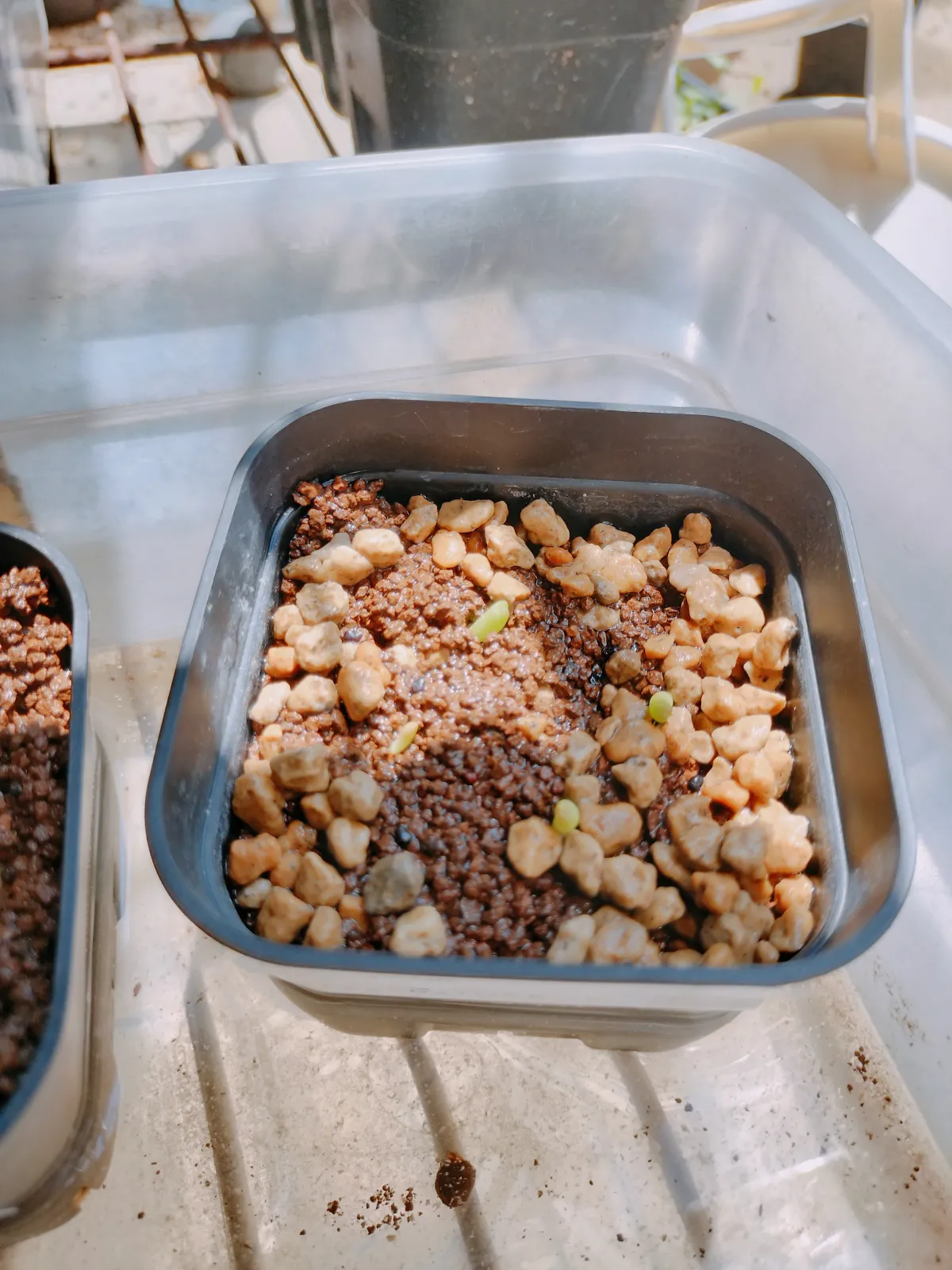 Echinocactus platyacanthus (エキノカクタス プラティアカンサス)